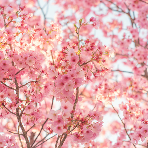 Floral